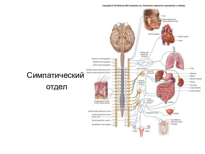 Симпатический отдел