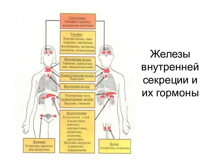 Железы внутренней секреции и их гормоны