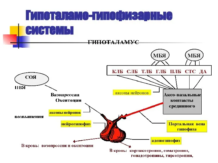 Гипоталамо-гипофизарные системы