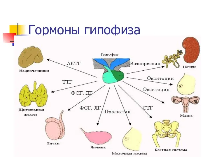 Гормоны гипофиза