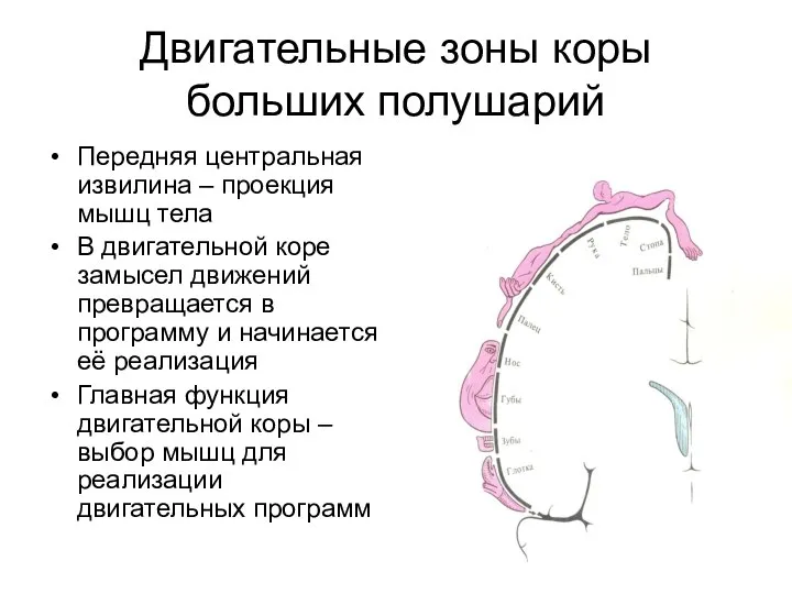 Двигательные зоны коры больших полушарий Передняя центральная извилина – проекция мышц