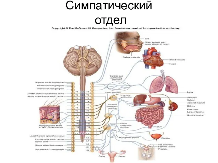 Симпатический отдел