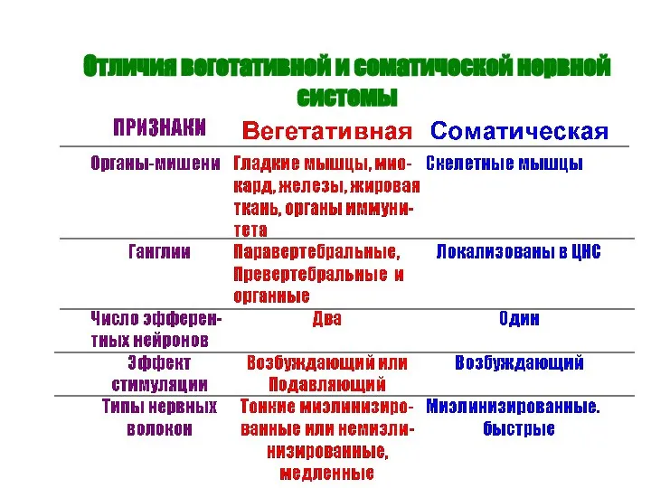 Отличия вегетативной и соматической нервной системы