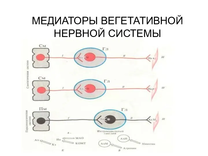 МЕДИАТОРЫ ВЕГЕТАТИВНОЙ НЕРВНОЙ СИСТЕМЫ