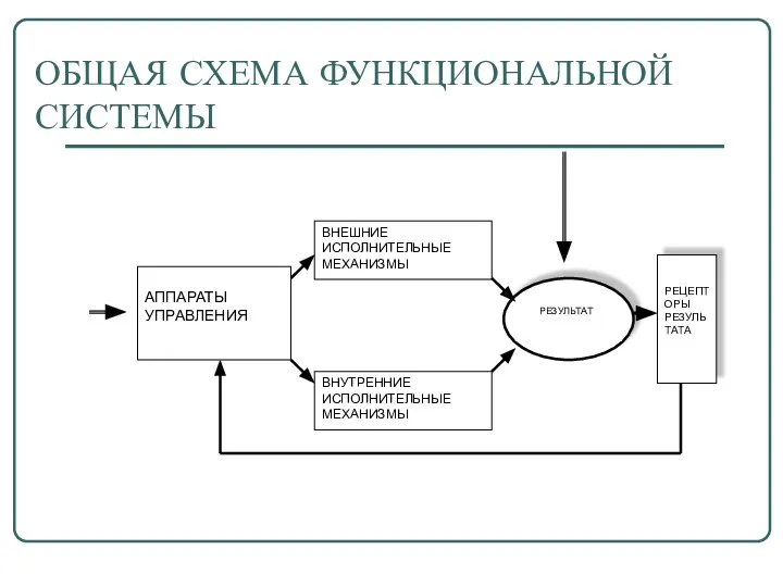 ОБЩАЯ СХЕМА ФУНКЦИОНАЛЬНОЙ СИСТЕМЫ