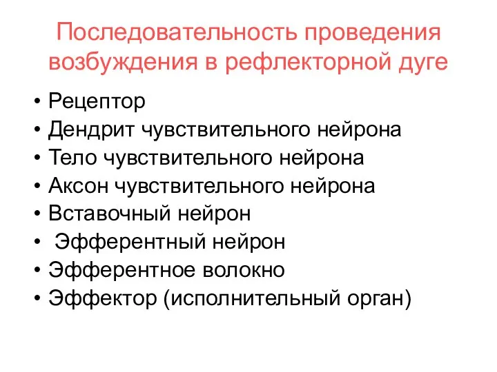 Последовательность проведения возбуждения в рефлекторной дуге Рецептор Дендрит чувствительного нейрона Тело