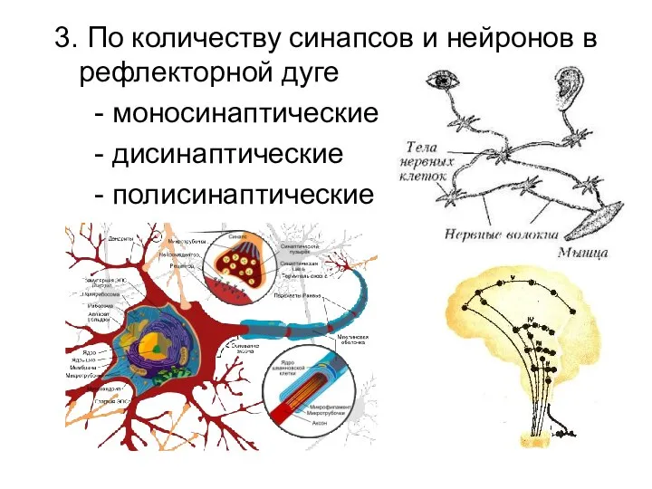 3. По количеству синапсов и нейронов в рефлекторной дуге - моносинаптические - дисинаптические - полисинаптические