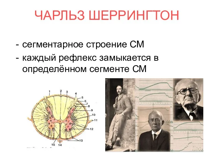 ЧАРЛЬЗ ШЕРРИНГТОН сегментарное строение СМ каждый рефлекс замыкается в определённом сегменте СМ