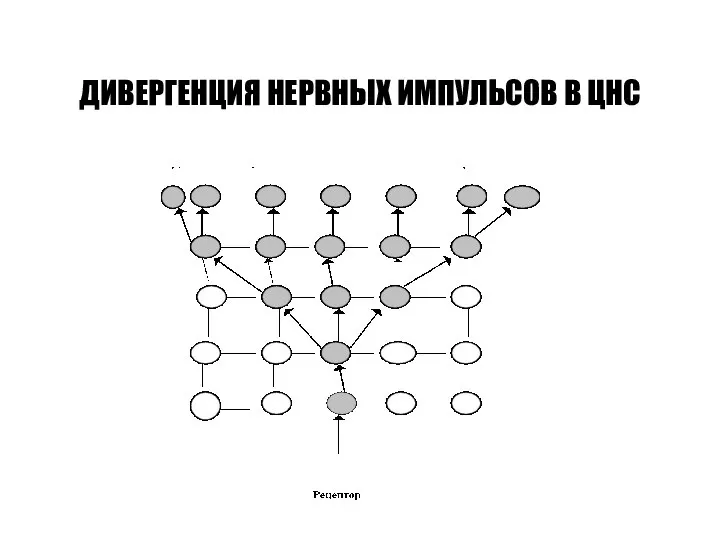 ДИВЕРГЕНЦИЯ НЕРВНЫХ ИМПУЛЬСОВ В ЦНС