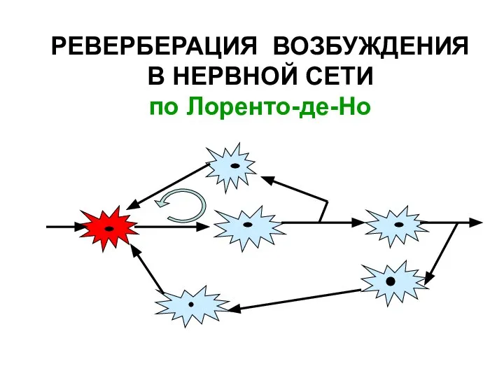 РЕВЕРБЕРАЦИЯ ВОЗБУЖДЕНИЯ В НЕРВНОЙ СЕТИ по Лоренто-де-Но