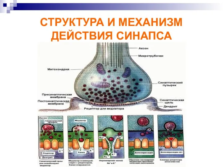 СТРУКТУРА И МЕХАНИЗМ ДЕЙСТВИЯ СИНАПСА