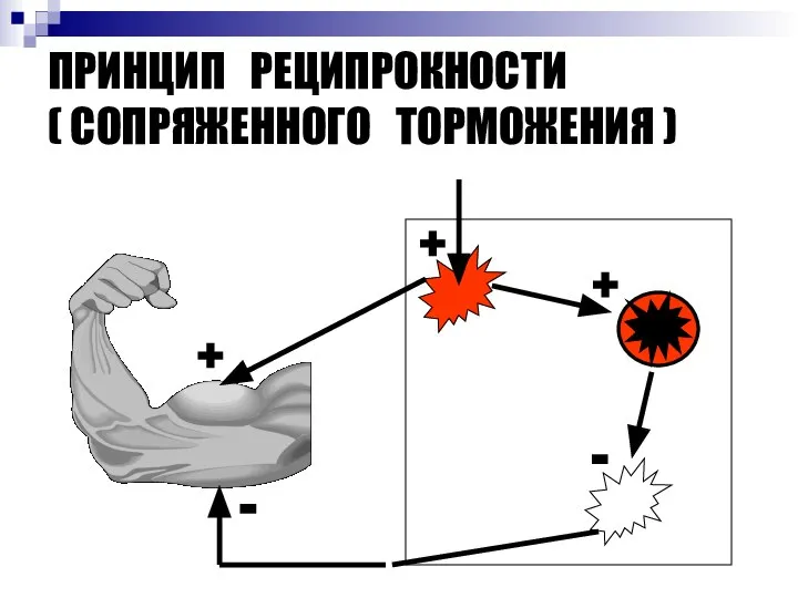 ПРИНЦИП РЕЦИПРОКНОСТИ ( СОПРЯЖЕННОГО ТОРМОЖЕНИЯ ) + + - - +