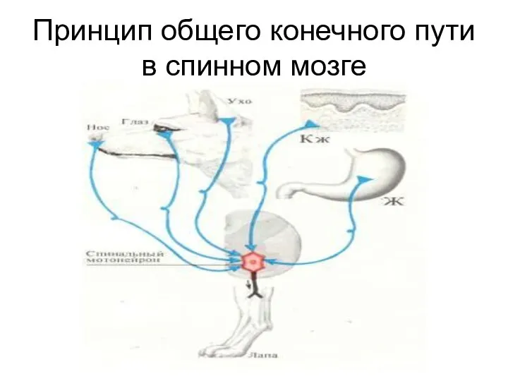 Принцип общего конечного пути в спинном мозге