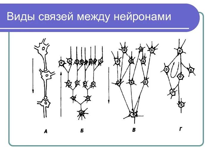 Виды связей между нейронами