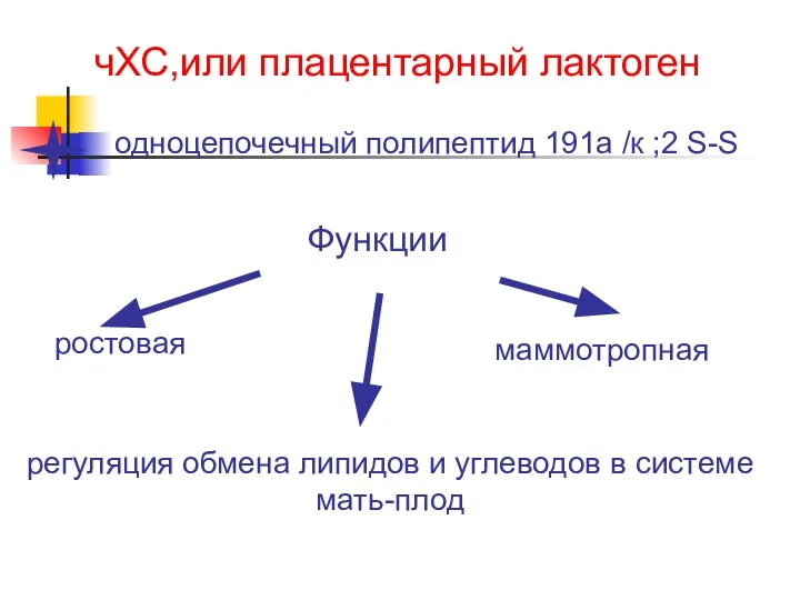 чХС,или плацентарный лактоген ростовая Функции регуляция обмена липидов и углеводов в системе мать-плод маммотропная