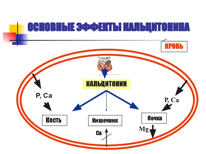 ОСНОВНЫЕ ЭФФЕКТЫ КАЛЬЦИТОНИНА КАЛЬЦИТОНИН КОСТЬ Кишечник Почка Р, Са Р, Са Ca Mg КРОВЬ