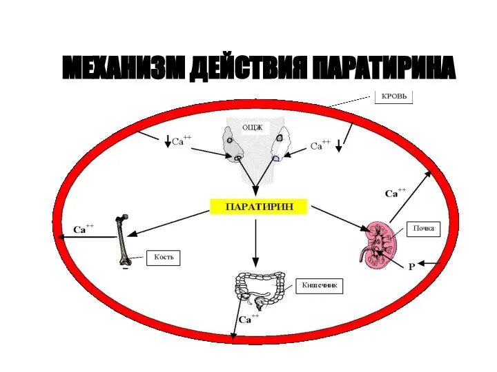 МЕХАНИЗМ ДЕЙСТВИЯ ПАРАТИРИНА