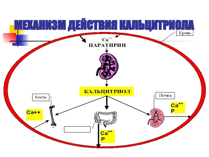 МЕХАНИЗМ ДЕЙСТВИЯ КАЛЬЦИТРИОЛА