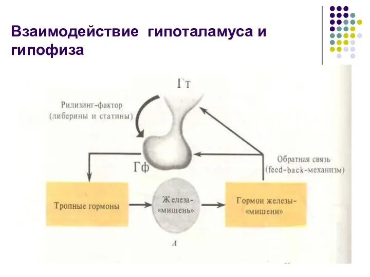 Взаимодействие гипоталамуса и гипофиза