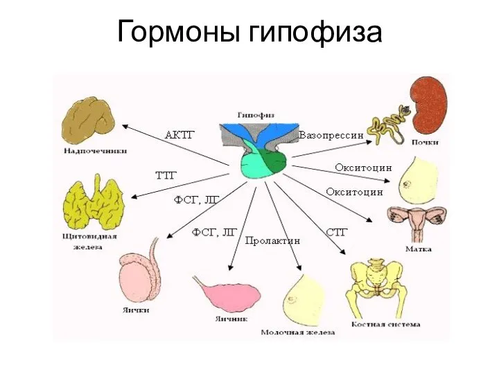 Гормоны гипофиза