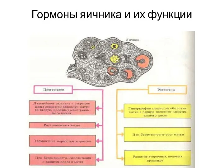 Гормоны яичника и их функции