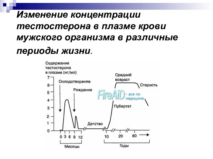 Изменение концентрации тестостерона в плазме крови мужского организма в различные периоды жизни.