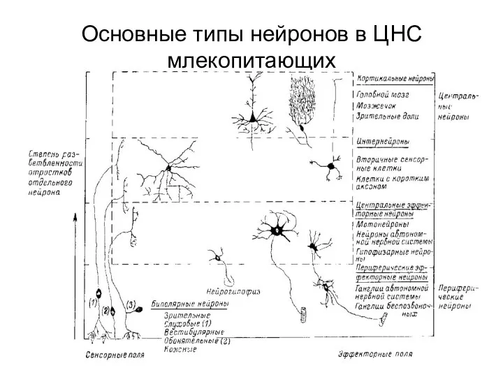 Основные типы нейронов в ЦНС млекопитающих