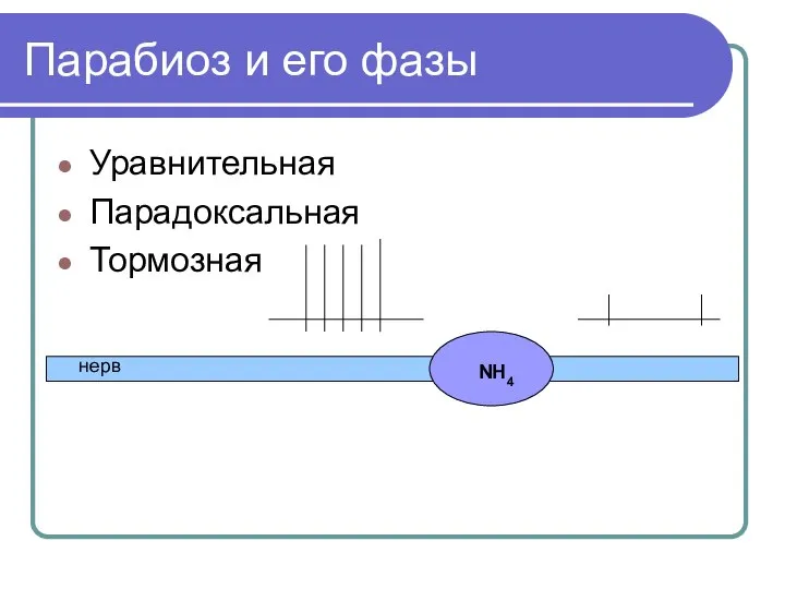 Парабиоз и его фазы Уравнительная Парадоксальная Тормозная NH4 нерв