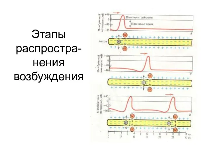 Этапы распростра-нения возбуждения