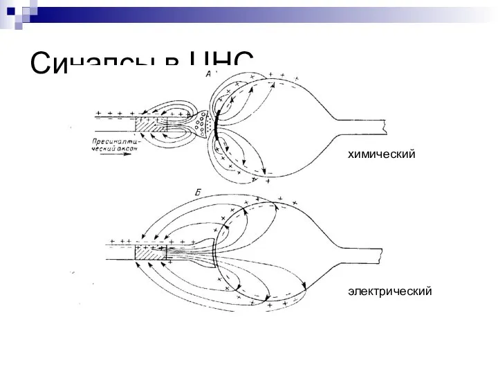 Синапсы в ЦНС химический электрический