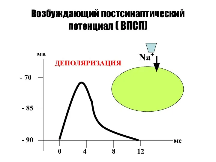 Возбуждающий постсинаптический потенциал ( ВПСП) - 90 - 85 - 70