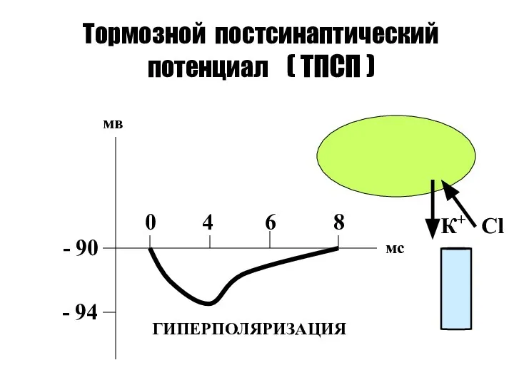 Тормозной постсинаптический потенциал ( ТПСП ) - 90 - 94 0