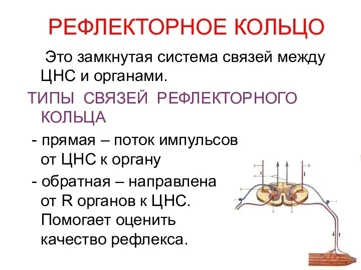 РЕФЛЕКТОРНОЕ КОЛЬЦО Это замкнутая система связей между ЦНС и органами. ТИПЫ