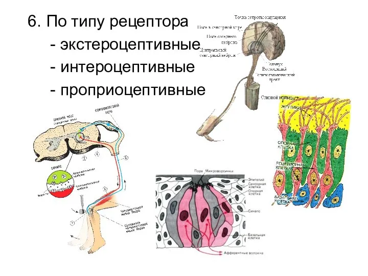 6. По типу рецептора - экстероцептивные - интероцептивные - проприоцептивные