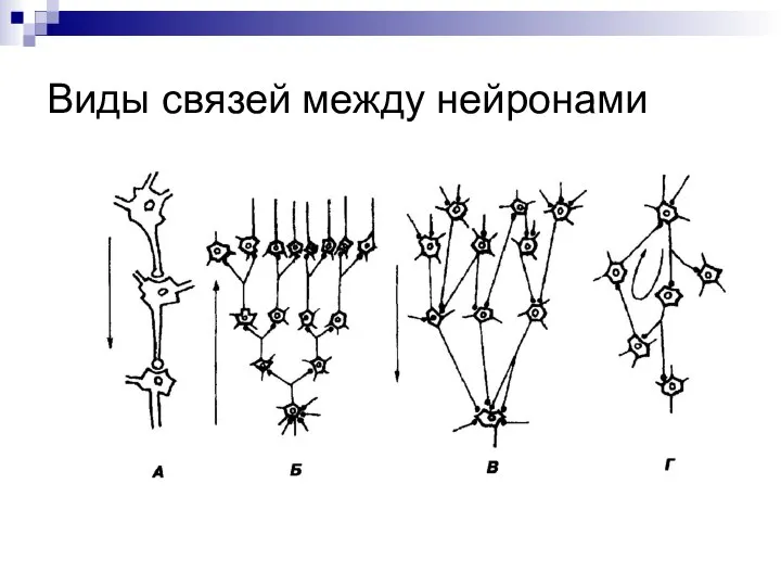 Виды связей между нейронами