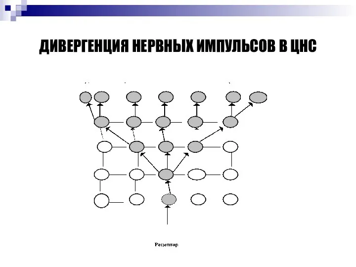 ДИВЕРГЕНЦИЯ НЕРВНЫХ ИМПУЛЬСОВ В ЦНС