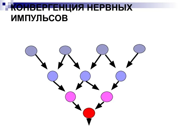 КОНВЕРГЕНЦИЯ НЕРВНЫХ ИМПУЛЬСОВ