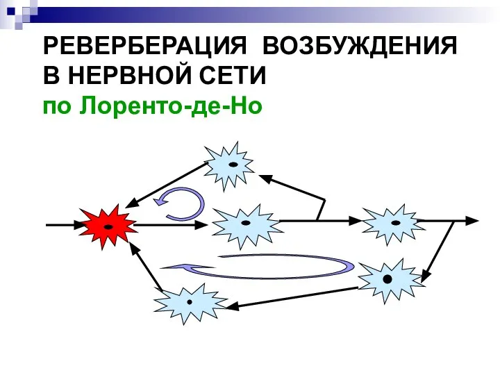 РЕВЕРБЕРАЦИЯ ВОЗБУЖДЕНИЯ В НЕРВНОЙ СЕТИ по Лоренто-де-Но