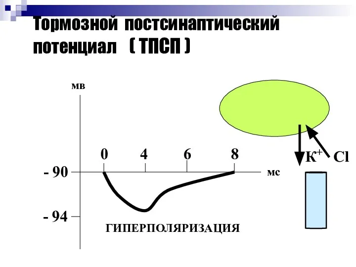 Тормозной постсинаптический потенциал ( ТПСП ) - 90 - 94 0