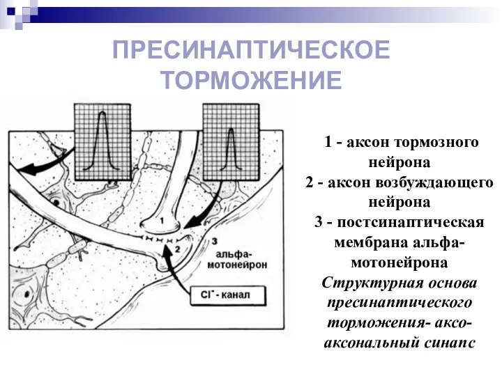 ПРЕСИНАПТИЧЕСКОЕ ТОРМОЖЕНИЕ 1 - аксон тормозного нейрона 2 - аксон возбуждающего