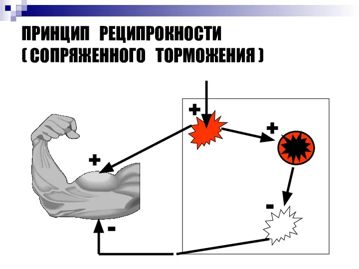 ПРИНЦИП РЕЦИПРОКНОСТИ ( СОПРЯЖЕННОГО ТОРМОЖЕНИЯ ) + + - - +