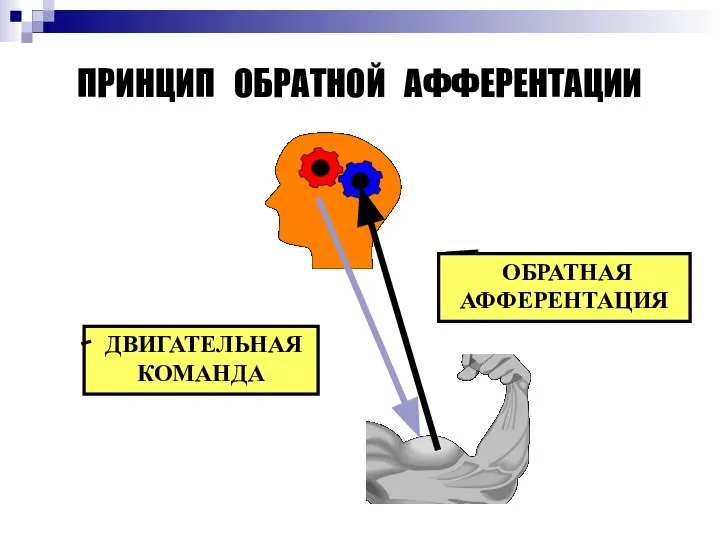 ПРИНЦИП ОБРАТНОЙ АФФЕРЕНТАЦИИ ДВИГАТЕЛЬНАЯ КОМАНДА ОБРАТНАЯ АФФЕРЕНТАЦИЯ