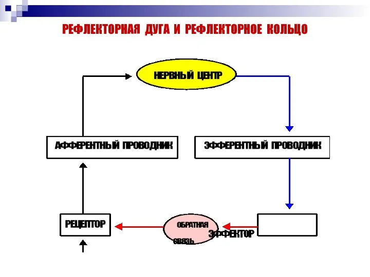 РЕФЛЕКТОРНАЯ ДУГА И РЕФЛЕКТОРНОЕ КОЛЬЦО