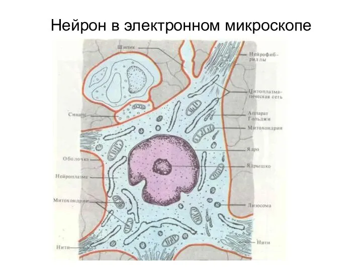 Нейрон в электронном микроскопе