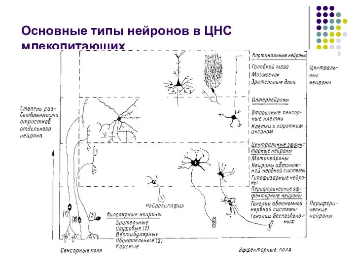 Основные типы нейронов в ЦНС млекопитающих