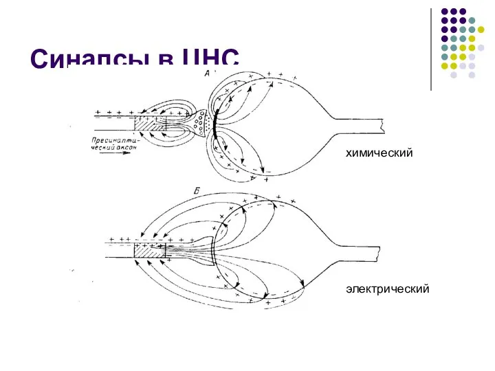 Синапсы в ЦНС химический электрический