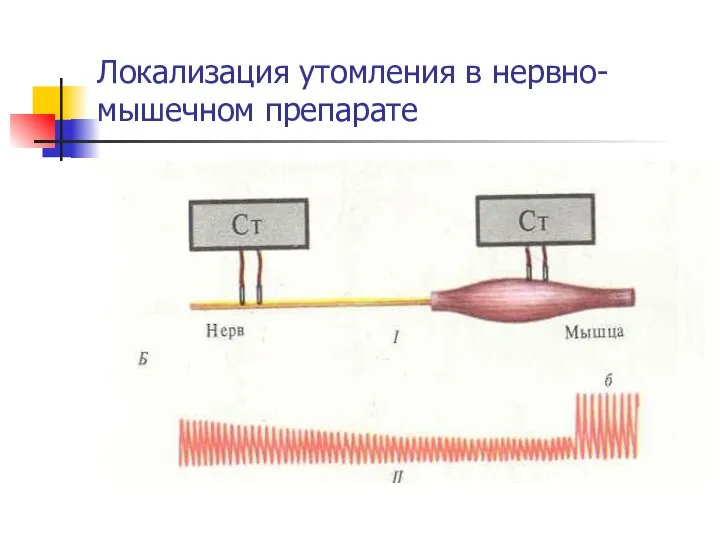 Локализация утомления в нервно-мышечном препарате