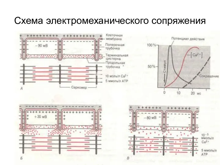 Схема электромеханического сопряжения