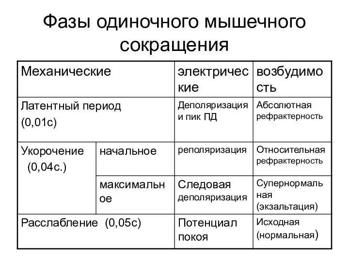 Фазы одиночного мышечного сокращения