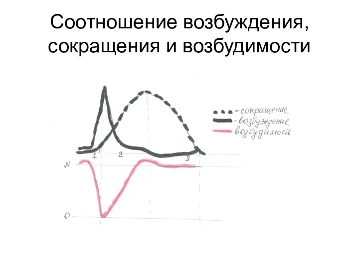 Соотношение возбуждения, сокращения и возбудимости